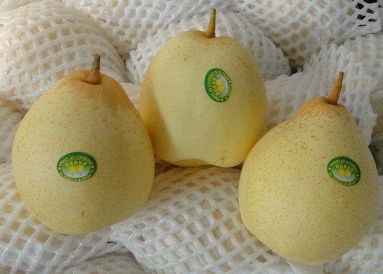 Poire chinoise de la nouvelle culture 2021