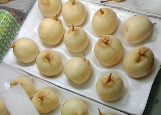 Poire chinoise de la nouvelle culture 2021