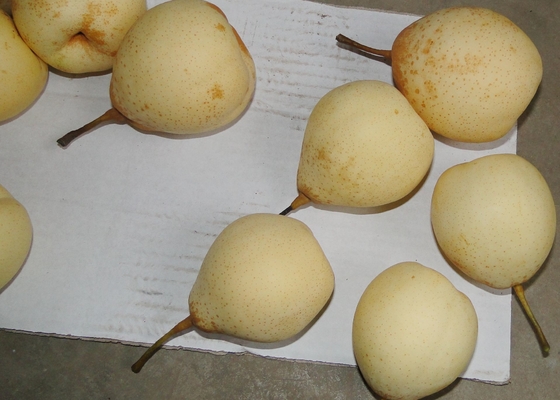 Poires de Ya de Chinois de ferme