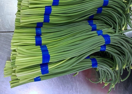 Boulon frais d'ail de HACCP