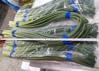 Vert chinois de pousses d'ail de HACCP 45cm