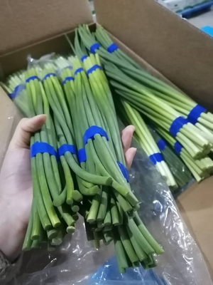 Boulon frais d'ail de HACCP