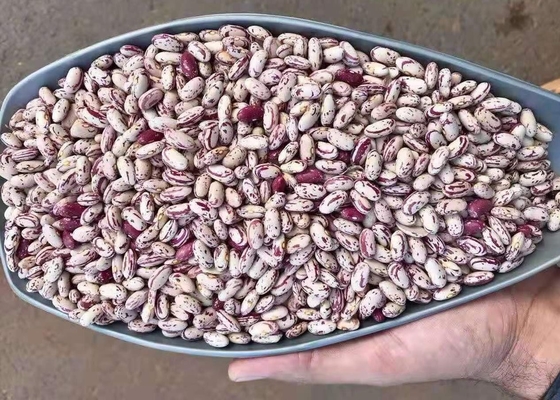 La lumière a tacheté le rein sec Bean To Yemen a séché Pinto Beans