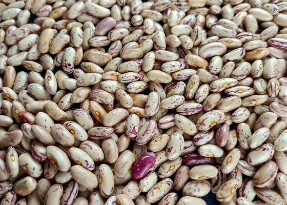 Des haricots nains sont exportés vers le Yémen